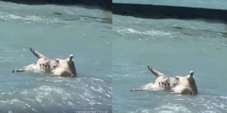 კატასტროფა შავ ზღვაში – კახოვკის ჰესის აფეთქების შემდეგ, სოხუმში დახოცილი ცხოველების ლეში გამორიყა