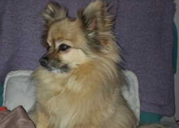 ნორვეგიაში დაკარგული ძაღლი 19 დღის შემდეგ იტალიაში იპოვეს