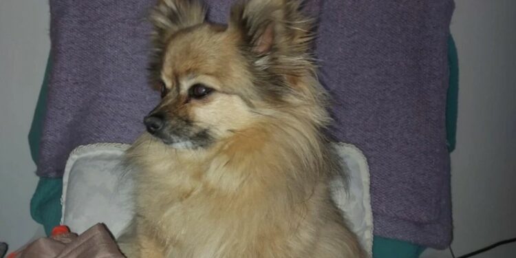 ნორვეგიაში დაკარგული ძაღლი 19 დღის შემდეგ იტალიაში იპოვეს