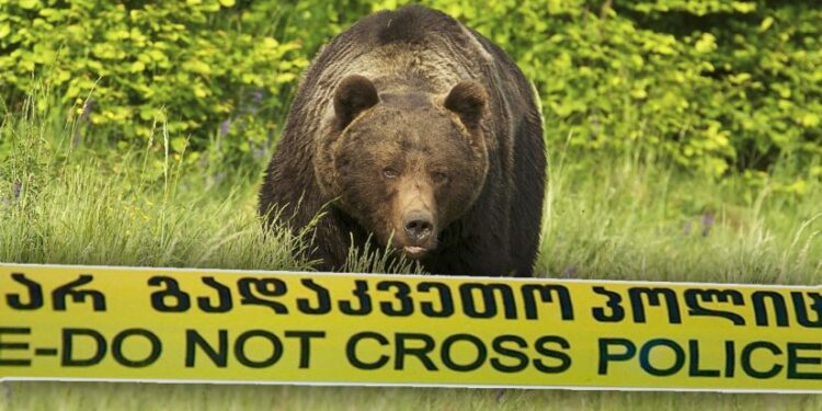 შუახევის მუნიციპალიტეტში 2 ქალს და 6 წლის ბავშვს დათვები თავს დაესხნენ