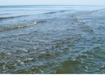 გრიგოლეთში, ზღვამ ადამიანის ცხედარი გამორიყა