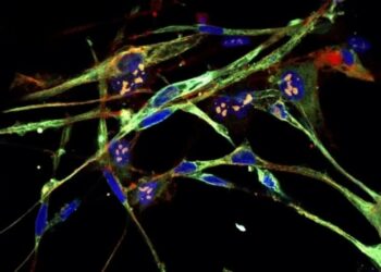 კარგი ამბავი! აგრესიული კიბოს უჯრედები მეცნიერებმა ჯანმრთელ უჯრედებად გარდაქმნეს