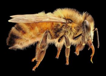 ფუტკრის შხამში შემავალმა მოლეკულამ ლაბორატორიაში ძუძუს კიბოს უჯრედები გაანადგურა