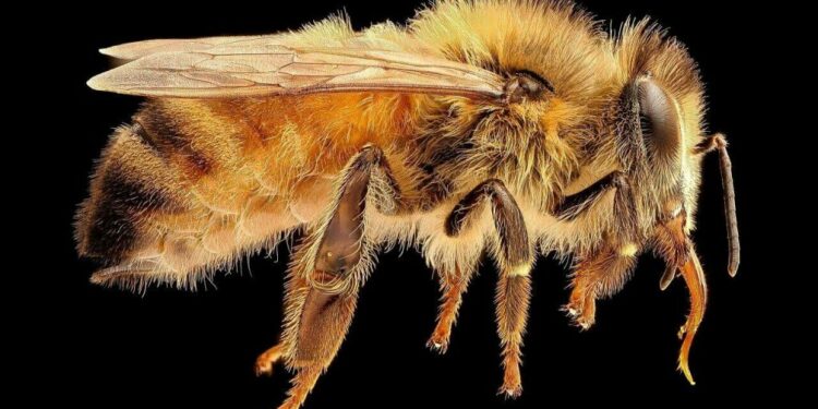 ფუტკრის შხამში შემავალმა მოლეკულამ ლაბორატორიაში ძუძუს კიბოს უჯრედები გაანადგურა