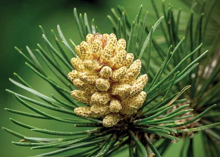 ფიჭვის მტვერი – დღეგრძელობის ბუნებრივი საგანძური