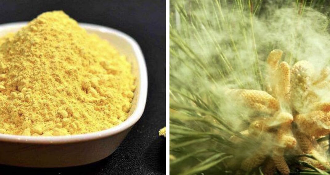 ფიჭვის მტვერი – დღეგრძელობის ბუნებრივი საგანძური