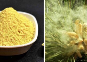 ფიჭვის მტვერი – დღეგრძელობის ბუნებრივი საგანძური