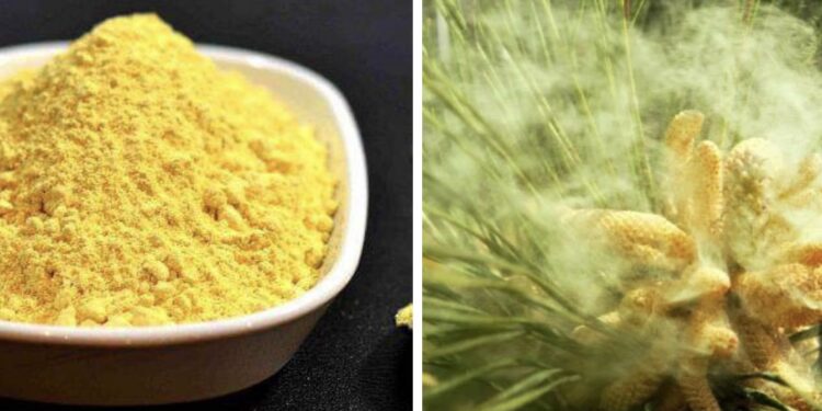 ფიჭვის მტვერი – დღეგრძელობის ბუნებრივი საგანძური