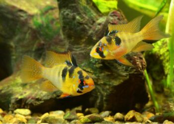 მეცნიერები: თევზები შეიძლება სიყვარულის გამო იტანჯებიან