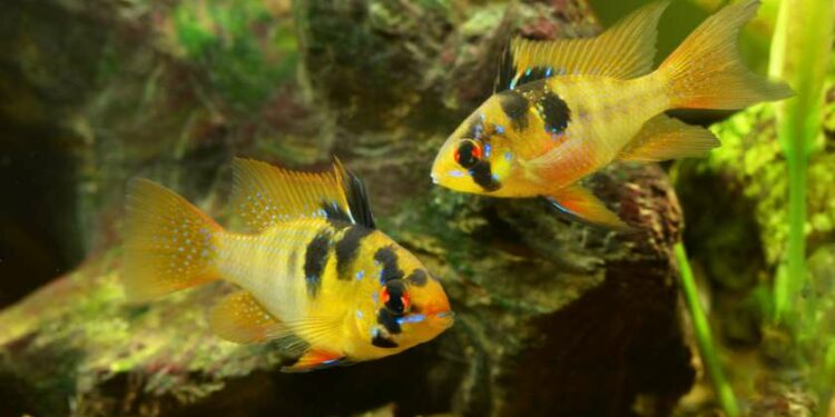 მეცნიერები: თევზები შეიძლება სიყვარულის გამო იტანჯებიან