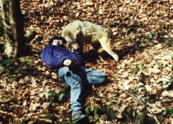 „წარმოუდგენელი სანახაობაა მგლის წყვილის თვალის დევნება… მათი ქორწინება ერთხელ და სამუდამოდ ხდება“ – კაცი, რომელიც მგლებთან ერთად ცხოვრობს