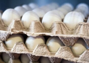 მთავრობამ კვერცხმდებელი ქათმის დაცვის სტანდარტები დაადგინა