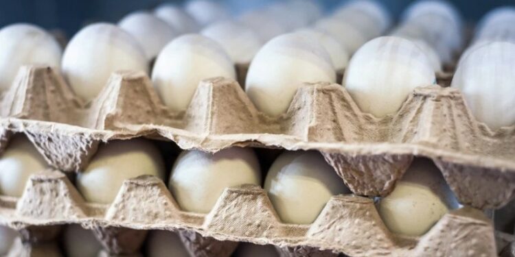 მთავრობამ კვერცხმდებელი ქათმის დაცვის სტანდარტები დაადგინა