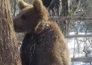 გორის მუნიციპალიტეტის სოფელ იფნარას ტყეში ჯაჭვით დაბმული დათვი ნახეს