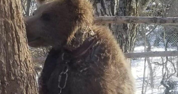 გორის მუნიციპალიტეტის სოფელ იფნარას ტყეში ჯაჭვით დაბმული დათვი ნახეს