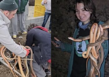 ქარელში, 138 გველი აღმოაჩინეს