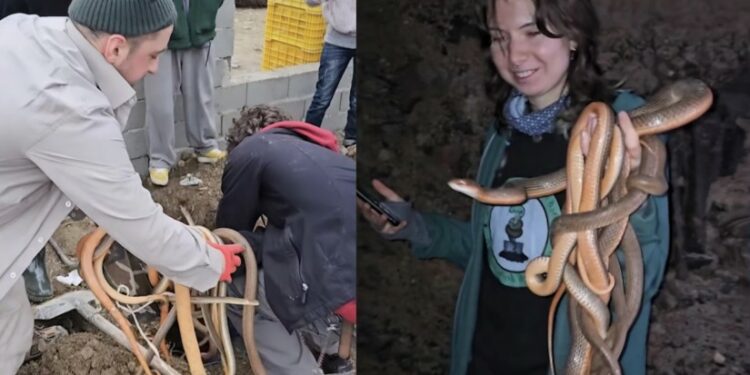 ქარელში, 138 გველი აღმოაჩინეს