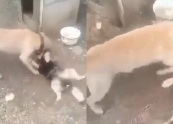 “მიუსაფარი ძაღლი დააგლეჯინა პატრონმა თავის პიტბულს” – შემზარავი კადრები მცხეთიდან (ვიდეო)