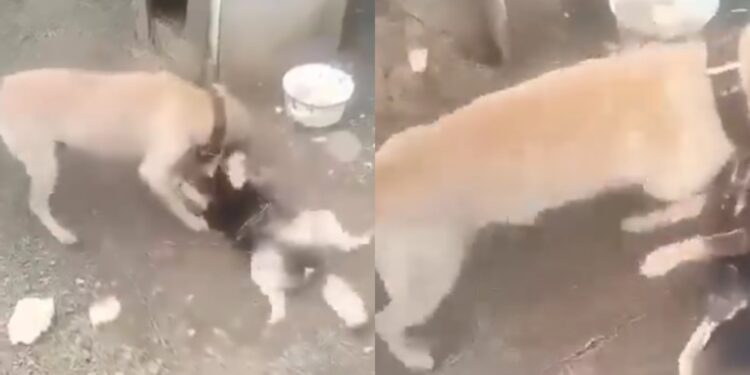 “მიუსაფარი ძაღლი დააგლეჯინა პატრონმა თავის პიტბულს” – შემზარავი კადრები მცხეთიდან (ვიდეო)