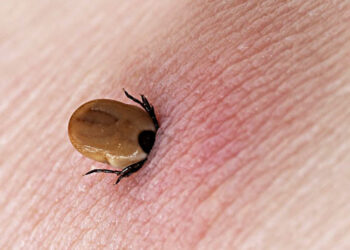 ახალციხეში ყირიმ–კონგოს 3 შემთხვევა გამოვლინდა