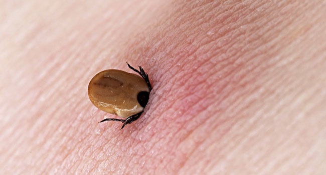 ახალციხეში ყირიმ–კონგოს 3 შემთხვევა გამოვლინდა