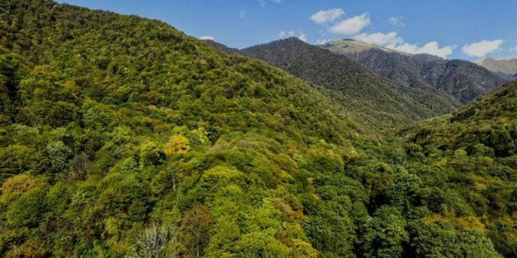 თიანეთის მუნიციპალიტეტში დაკარგული კაცი სახლში დაბრუნდა