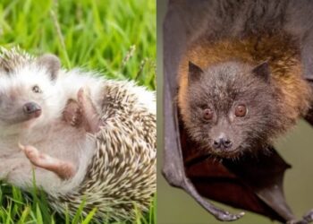 რუსთავში ღამურამ და ზღარბმა ორი ადამიანი დაკბინეს