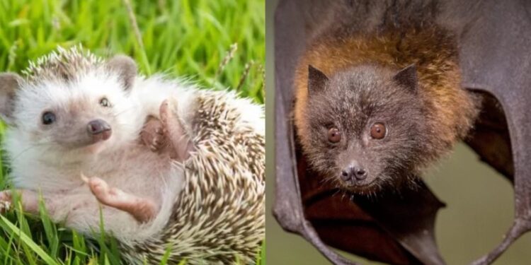 რუსთავში ღამურამ და ზღარბმა ორი ადამიანი დაკბინეს