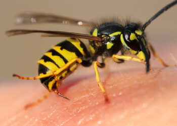 ახალციხეში, ბზიკის ნაკბენის გამო 55 წლამდე მამაკაცი კომაში ჩავარდა