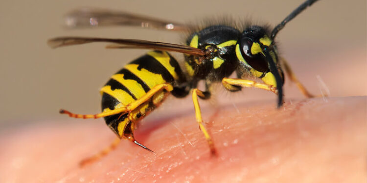 ახალციხეში, ბზიკის ნაკბენის გამო 55 წლამდე მამაკაცი კომაში ჩავარდა