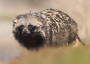 გამოვლენილია სავარაუდო ცხოველები, რომლებისგანაც COVID-19 დაიწყო – უახლესი კვლევა