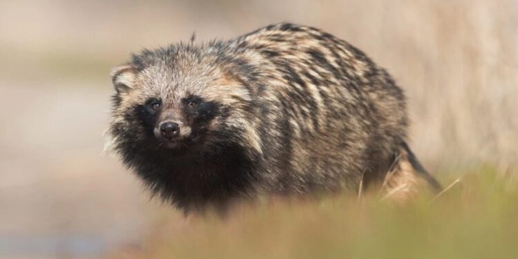 გამოვლენილია სავარაუდო ცხოველები, რომლებისგანაც COVID-19 დაიწყო – უახლესი კვლევა