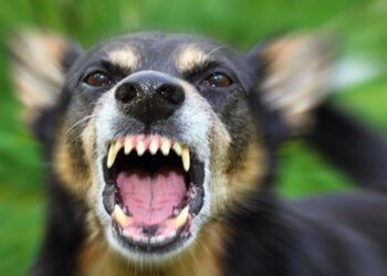 ძაღლი, რომელმაც კახეთში ექსკურსიაზე მყოფი ბავშვები დაკბინა, მოკვდა: ვეძებთ დაზარალებულებს! – სოცქსელში საგანგაშო ინფორმაცია ვრცელდება