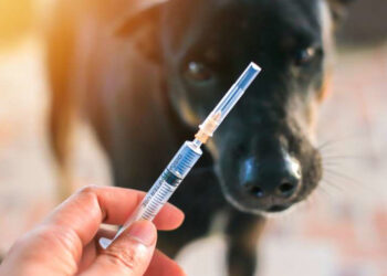 სეს: თბილისში ცოფით დაავადებულ ძაღლთან კონტაქტში მყოფი პირებს ეძებენ