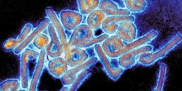 ახალი ვირუსით დაინფიცირებული 26 შემთხვევიდან 8 ფატალურად დასრულდა – ჯანმო განახლებულ მონაცემებს აქვეყნებს