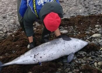 შავ ზღვაში ნავთობის ჩაღვრის შედეგად 30-ზე მეტი დელფინი დაიღუპა