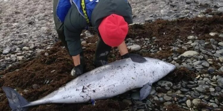 შავ ზღვაში ნავთობის ჩაღვრის შედეგად 30-ზე მეტი დელფინი დაიღუპა