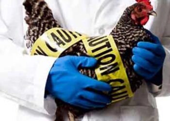 გვემუქრება თუ არა ახალი პანდემია სახელად H5N1 – რას ამბობს ინფექციონისტი