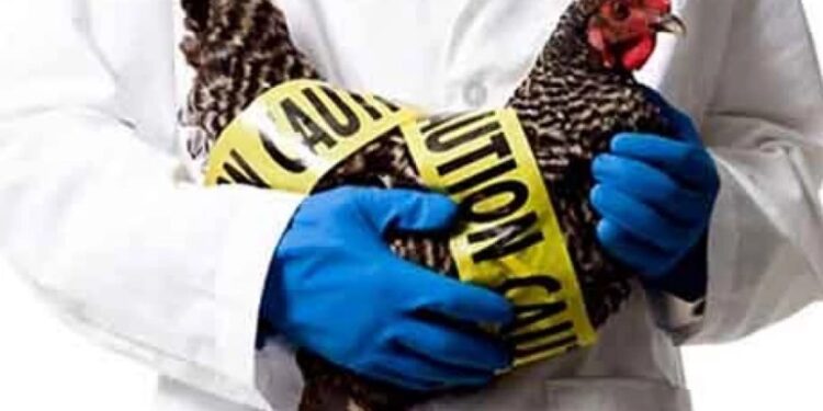 გვემუქრება თუ არა ახალი პანდემია სახელად H5N1 – რას ამბობს ინფექციონისტი