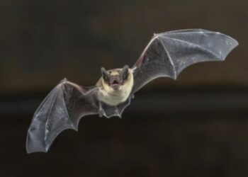 ღამურებში ახალი კორონავირუსი აღმოაჩინეს