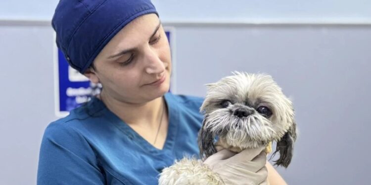 როგორია ძაღლის მდგომარეობა, რომელიც ნაგაზმა ლისის ტბაზე დაგლიჯა – კლინიკა ინფორმაციას ავრცელებს