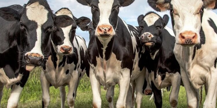 ძროხებში ფრინველის გრიპი გავრცელდა – მეცნიერები შესაძლო პანდემიის შესახებ გვაფრთხილებენ