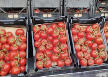 თურქეთიდან შემოტანილი 2 პარტია პომიდორი უკან გააბრუნეს – შემოსავლების სამსახური ინფორმაციას ავრცელებს