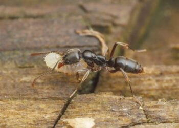 “მისი ნაკბენი ანაფილაქსიურ შოკს იწვევს…” – აშშ-ში, ახალი ტიპის მწერები გამრავლდნენ