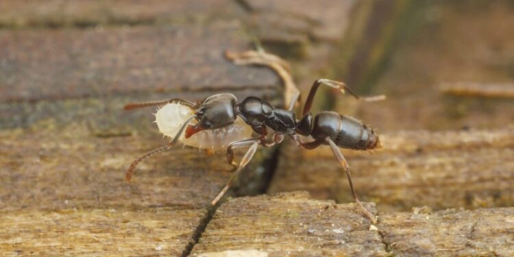 “მისი ნაკბენი ანაფილაქსიურ შოკს იწვევს…” – აშშ-ში, ახალი ტიპის მწერები გამრავლდნენ