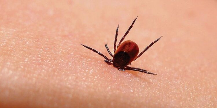 ყირიმ-კონგოს ცხელებით ქალი გარდაიცვალა