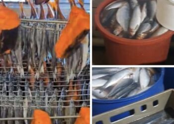 სურსათის ეროვნული სააგენტო თევზის საწარმოებს ამოწმებს – რა დარღვევებია გამოვლენილი