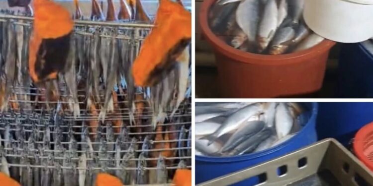 სურსათის ეროვნული სააგენტო თევზის საწარმოებს ამოწმებს – რა დარღვევებია გამოვლენილი