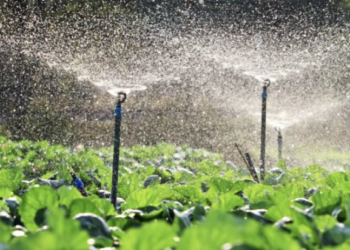 სახელმწიფო ფერმერებს დაასუბსიდირებს – დეტალები