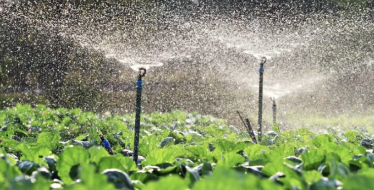 სახელმწიფო ფერმერებს დაასუბსიდირებს – დეტალები